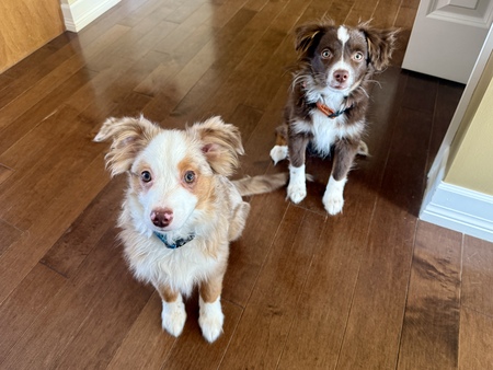 Entry image for Joey & Sully. Clicking this image will show a larger photo