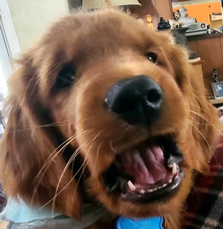 Entry image for Jake. Clicking this image will show a larger photo