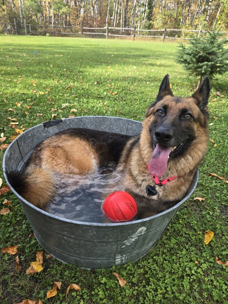 Entry image for Octavia . Clicking this image will show a larger photo