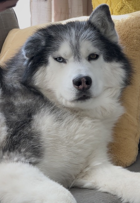 Entry image for Ace. Clicking this image will show a larger photo