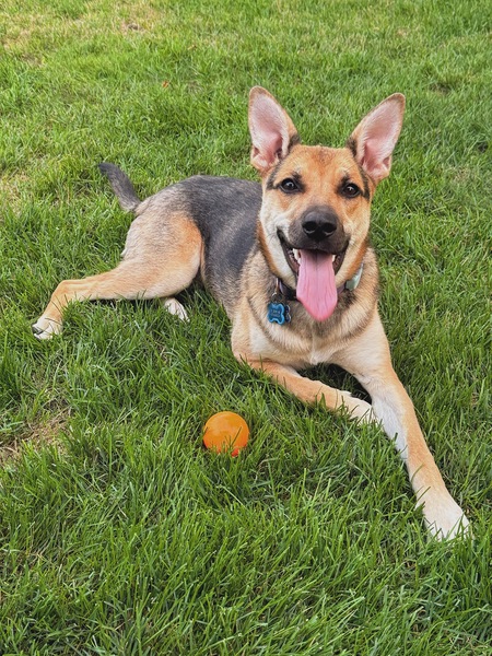 Entry image for Cali. Clicking this image will show a larger photo