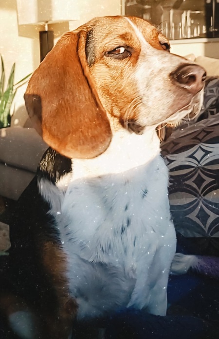 Entry image for Oscar. Clicking this image will show a larger photo