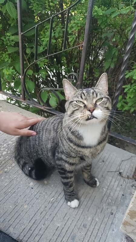 Entry image for Fruitloops. Clicking this image will show a larger photo