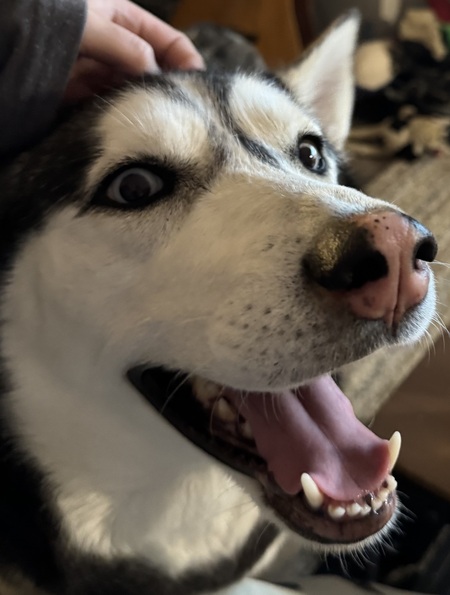 Entry image for Akira. Clicking this image will show a larger photo