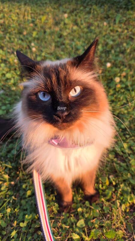 Entry image for Clementine . Clicking this image will show a larger photo