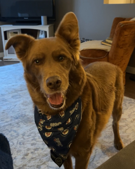 Entry image for Lenny. Clicking this image will show a larger photo