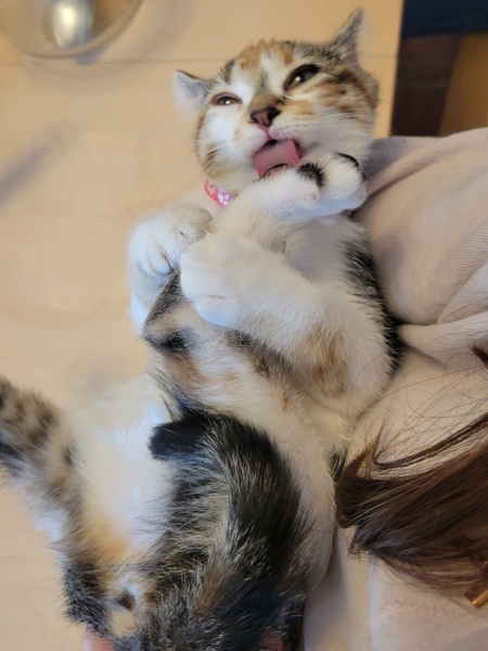 Entry image for Peni. Clicking this image will show a larger photo