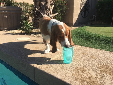 Entry image for Abbie. Clicking this image will show a larger photo