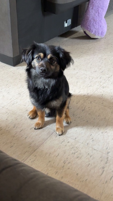 Entry image for Beau. Clicking this image will show a larger photo