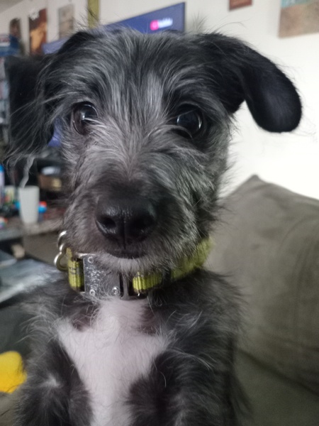 Entry image for Bruno. Clicking this image will show a larger photo