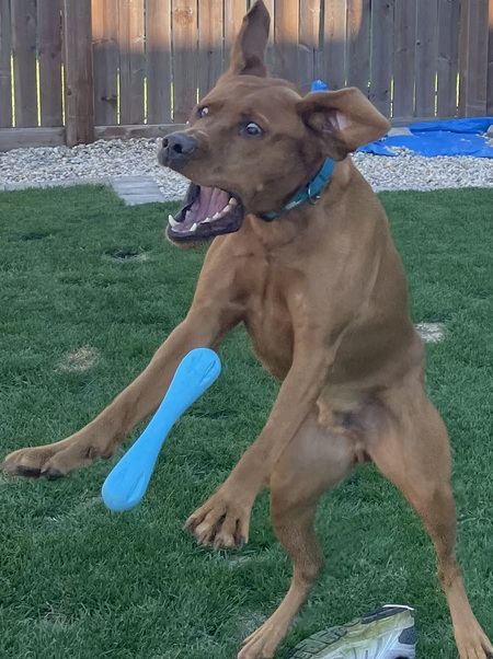 Entry image for Sherlock . Clicking this image will show a larger photo