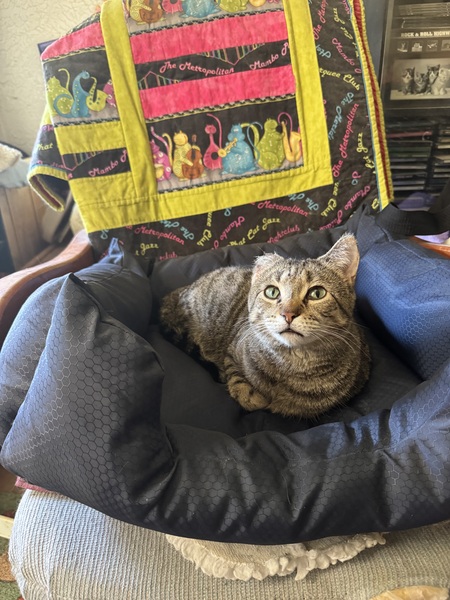 Entry image for Bobbi with one ear. O. Clicking this image will show a larger photo