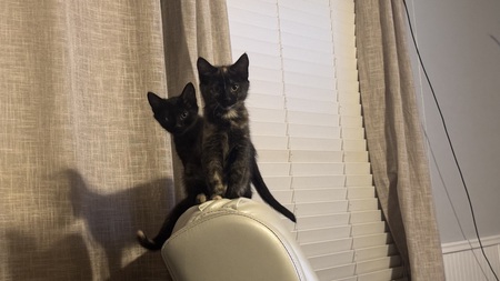 Entry image for Elliot and Jasper. Clicking this image will show a larger photo