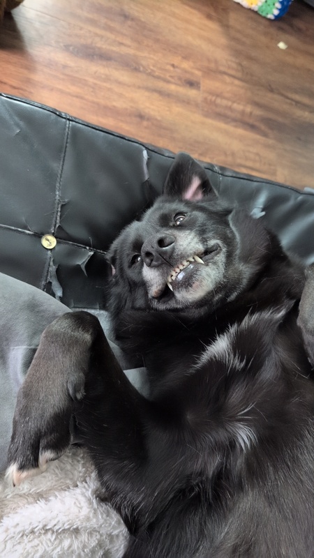 Entry image for Daphne . Clicking this image will show a larger photo