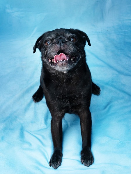 Entry image for Luna . Clicking this image will show a larger photo