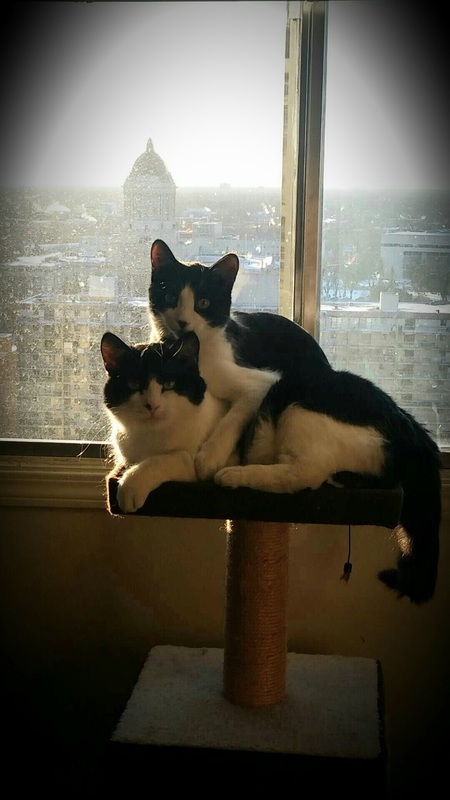 Entry image for Fidel Catro & Benito Meowsellini. Clicking this image will show a larger photo