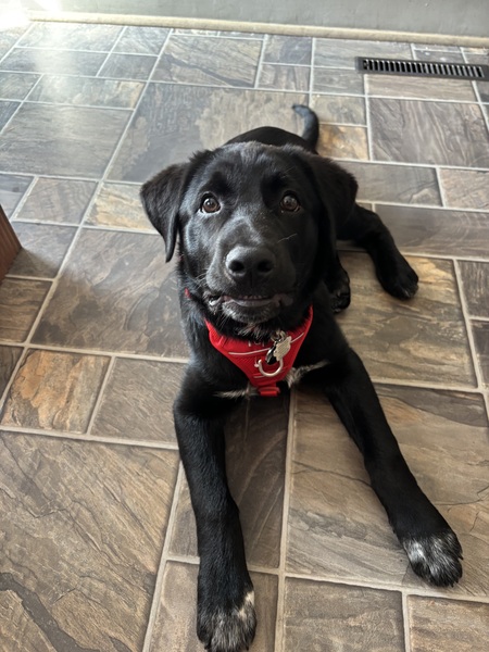 Entry image for Gunner. Clicking this image will show a larger photo