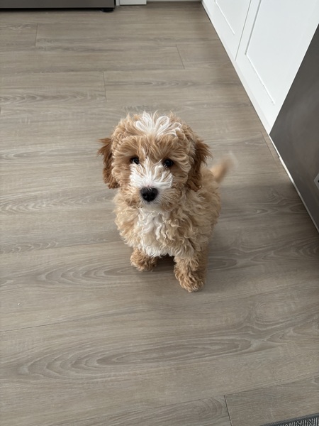 Entry image for Oliver. Clicking this image will show a larger photo