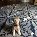 Entry image for Joey