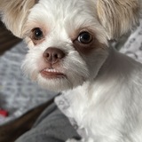 Entry image for Teddy