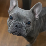 Entry image for Stella 