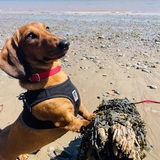 Entry image for Twizzy