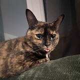 Entry image for Patches