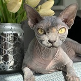 Entry image for Ginny