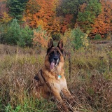 Entry image for Bruno