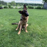 Entry image for Luna