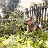 Entry image for Cooper