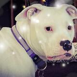 Entry image for Bella