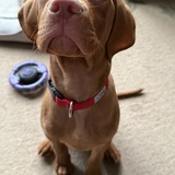 Entry image for Louie