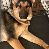 Entry image for Otto