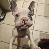 Entry image for SKYA