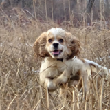 Entry image for Winston 