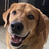 Entry image for Molson 