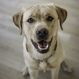 Entry image for Theodore