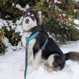 Entry image for Thorfinn