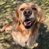 Entry image for Piper