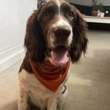 Entry image for Goose