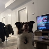 Entry image for Goose