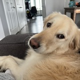 Entry image for Bear