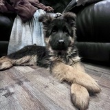 Entry image for Chewie