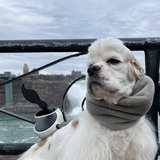 Entry image for Cody