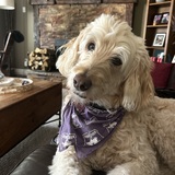 Entry image for Ellie