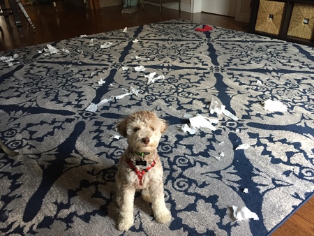 Entry image for Joey. Clicking this image will show a larger photo