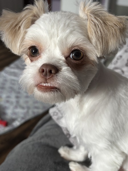 Entry image for Teddy. Clicking this image will show a larger photo