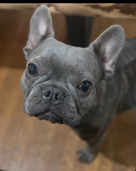 Entry image for Stella . Clicking this image will show a larger photo