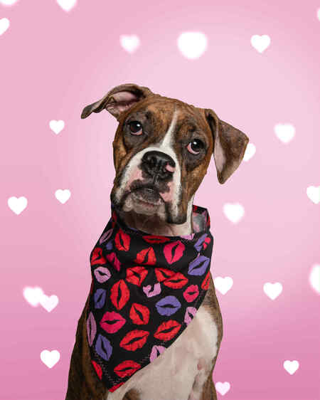 Entry image for Pandy. Clicking this image will show a larger photo